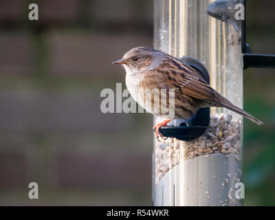 Nach dunnock, Phasianus colchicus, saßen und vor dem Essen vom Rohr birdfeeder mit Samen Stockfoto