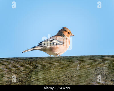 Erwachsene männliche gemeinsame Buchfink, Fringilla coelebs, auf hölzernen Zaun in der Sonne im Winter gehockt, Niederlande Stockfoto