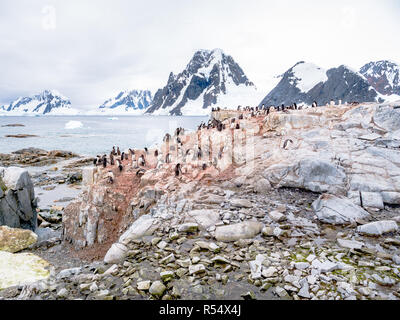 Küken und erwachsenen Adelie Pinguine, Pygoscelis adeliae, und Antarktis krähenscharben auf Petermann Island, Antarktische Halbinsel, Antarktis Stockfoto