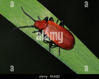 Rothaarige brand Käfer Stockfoto