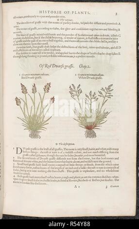 Red dwarf Gras und Weißer Zwerg Gras. Botanische Zeichnungen und Beschreibungen der Pflanzen. Die herball oder Allgemeine Historie des Plantes. London: Iohn Norton, 1597. Quelle: 35. g. 13-14. Seite 3. Sprache: Englisch. Autor: Gerard, John. Stockfoto