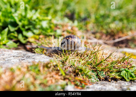 Schnecke kriecht auf eine Hard-Rock-Textur in der Natur; braun gestreift Schnecke zu Fuß auf den Felsen in regnerischen Tag, Bretagne (Bretagne), Frankreich Stockfoto