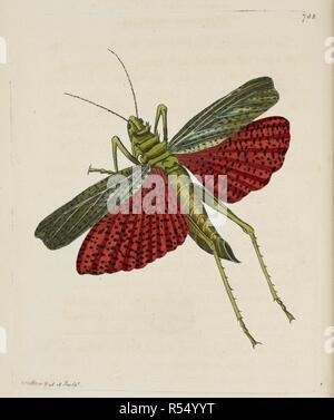 Gryllus Squarrosus. African grasshopper oder seidenpflanzen Heuschrecke, Phymateus cinctus (Dreifach-Spined Heuschrecke, Gryllus squarrosus.). Vivarium Naturae sive rerum naturalium... icones ad ipsam depictae naturam et descriptÃ ¦. - Die Naturforscher' Miscellany oder farbige Abbildungen der natürlichen Objekte gezeichnet und beschrieben ... aus der Natur. London: Nodder & Co., 1789-1813. Quelle: 45. b3 Platte 788. Autor: SHAW, George. Nodder, Frederick Polydore. Stockfoto