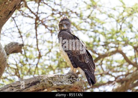 Martial Eagle (Polemaetus bellicosus) in Akazie thront, Ngorongoro Conservation Area, Tansania. Stockfoto