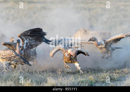 Rüppell's (Tylose in rueppelli) und Weiß-backed Geier (Tylose in Africanus) Kampf um Schlachtkörper in Savanne, Ngorongoro Conservation Area, Tansania. Stockfoto