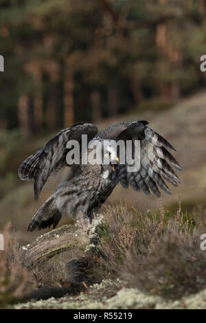 Bartkauz/Bartkauz (Strix Nebulosa) auf ein Stück Holz, das auf einer Lichtung in der Mitte der borealen Wälder, verlassen, schlagenden Flügeln thront, Aufruf, E Stockfoto