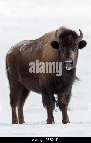 American Bison / Amerikanischer Bison (Bison Bison) im Winter, Erwachsene, stehend auf schneebedeckten Offenland, Ebenen, Steppe, Grasland, beobachten, Yello Stockfoto