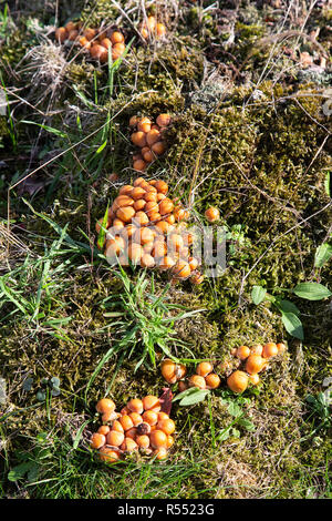 Schwefel Büschel (Hypholoma fasciculare) Pilze Stockfoto