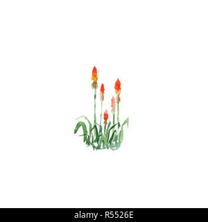 Botanische Illustration aquarell Skizze von Red Hot pokers Kniphofia auf weißem Hintergrund. Könnte als Dekoration für Web Design verwendet werden, Kosmetik design Stockfoto