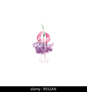 Botanische Illustration aquarell Skizze von lila und rosa Fuchsia auf weißem Hintergrund. Könnte als Dekoration für Web Design verwendet werden, Kosmetik Design, Stockfoto