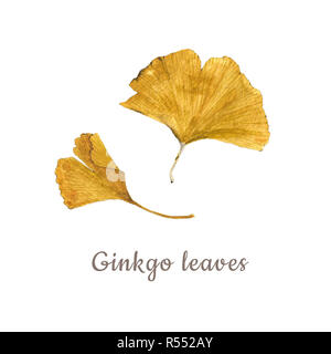 Botanische aquarell Abbildung: bunte Ginkgoblätter auf weißem Hintergrund mit Beschreibung. Könnte als Dekoration für Web Design, polygrap verwendet werden. Stockfoto