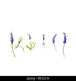 Lavendelblüten in einem Aquarell Stil isoliert, Aquarell botanischer Illustration auf Weiß. Stockfoto