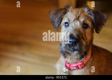 10 Wochen alter Welpe Irish Terrier Stockfoto