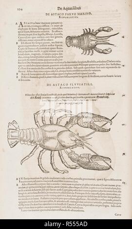 Hummer. C. Gesneri... historiÃ ¦ insectorum Klageschrift. 1620 -. Hummer. Bild von: C. Gesneri... historiÃ ¦ insectorum Klageschrift, qui Est de Skorpion genommen. Pro C. Wolphium... Collectus, etc.. Quelle: 460. C.6, Seite 98. Sprache: Latein. Stockfoto