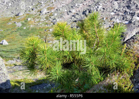 Sibirische Zwerg Kiefer in Berg Tundra. Ostsajan. Russland Stockfoto