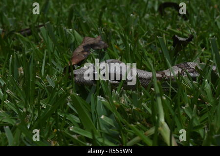 Nahaufnahme eines 1 Jahre alten Kolumbianischen Red Tail Boa im Gras. Stockfoto