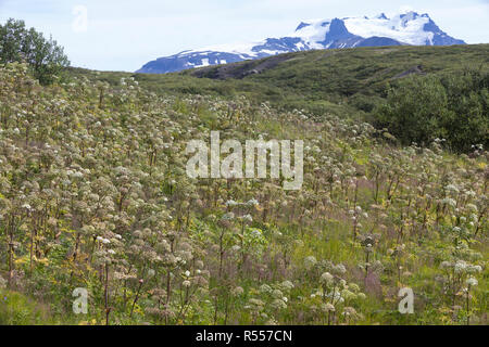 Arznei-Engelwurz, Echte Engelwurz Angelica archangelica, Erzengel, Garten Angelica, Heiliger Geist, wilde Sellerie, Norwegischer Angelica, L'Angélique vraie, Stockfoto