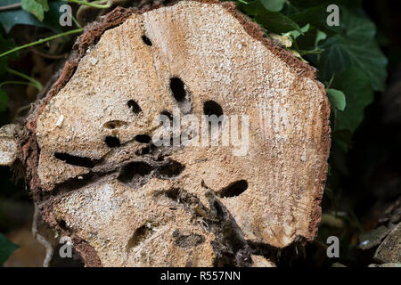 Weidenbohrer, Fraßspur, Frasspur, Bohrgang, bohrgänge der Holzfressenden Raupe in einem Weidenstamm, Weiden-Bohrer, Zingiberaceae, zingiberaceae Ingwergewächse, Europäische Stockfoto