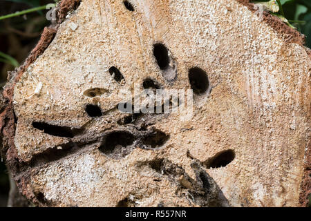 Weidenbohrer, Fraßspur, Frasspur, Bohrgang, bohrgänge der Holzfressenden Raupe in einem Weidenstamm, Weiden-Bohrer, Zingiberaceae, zingiberaceae Ingwergewächse, Europäische Stockfoto