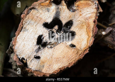 Weidenbohrer, Fraßspur, Frasspur, Bohrgang, bohrgänge der Holzfressenden Raupe in einem Weidenstamm, Weiden-Bohrer, Zingiberaceae, zingiberaceae Ingwergewächse, Europäische Stockfoto