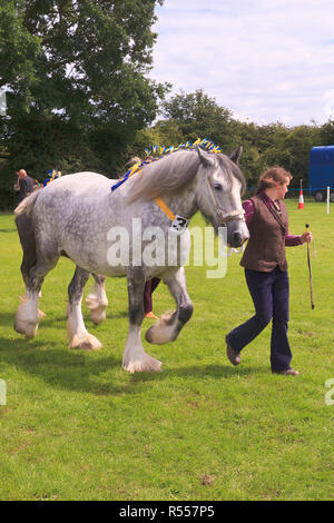 Schwere Pferde in die Parade Ring mit Handler am Rangeln Land zeigen Lincolnshire Stockfoto