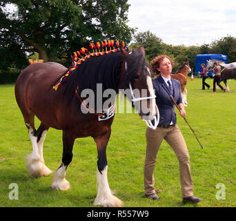 Schwere Pferde in die Parade Ring mit Handler am Rangeln Land zeigen Lincolnshire Stockfoto