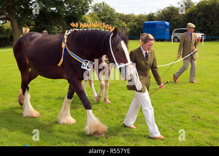 Schwere Pferde in die Parade Ring mit Handler am Rangeln Land zeigen Lincolnshire Stockfoto