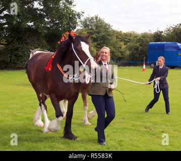 Schwere Pferde in die Parade Ring mit Handler am Rangeln Land zeigen Lincolnshire Stockfoto