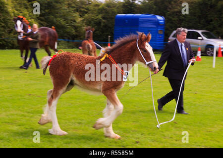 Schwere Pferde in die Parade Ring mit Handler am Rangeln Land zeigen Lincolnshire Stockfoto