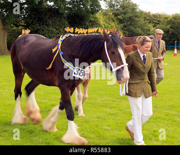 Schwere Pferde in die Parade Ring mit Handler am Rangeln Land zeigen Lincolnshire Stockfoto