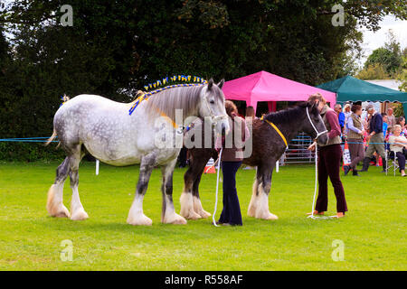 Schwere Pferde in die Parade Ring mit Handler am Rangeln Land zeigen Lincolnshire Stockfoto