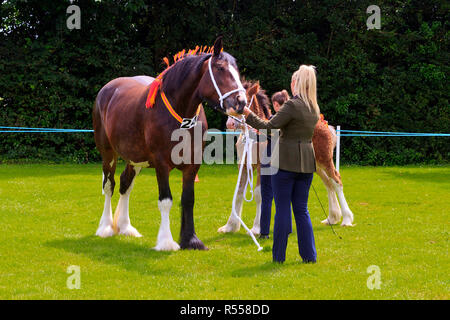 Schwere Pferde in die Parade Ring mit Handler am Rangeln Land zeigen Lincolnshire Stockfoto