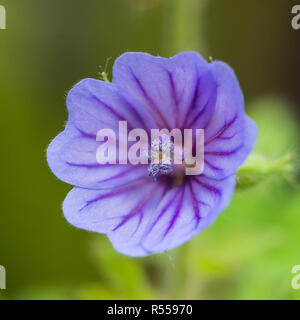 Eine Makroaufnahme einer blauen Geranien blühen. Stockfoto