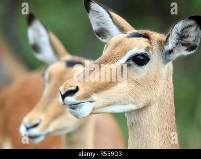 Weibliche Impalas (Aepyceros melampus). Queen Elizabeth National Park, Uganda. Stockfoto