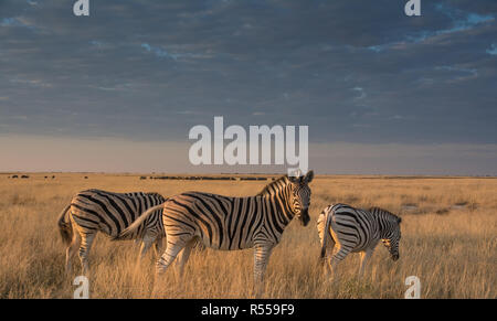 Zebra Herde in der Savanne im schönen Abendlicht Stockfoto