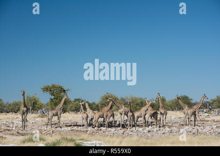 Giraffen-herde an einem Wasserloch Stockfoto