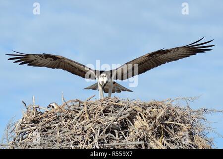 OSPREY AUF DEM NEST MIT KÜKEN Stockfoto