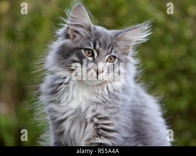 Norwegische Waldkatze Kitten männlich traurig Stockfoto