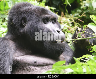 Ein silberrücken Berggorilla (Gorilla beringei beringei) genießt eine süsse Snack. Über 1.000 Berg bleiben in Uganda, Ruanda und der Democtati Stockfoto