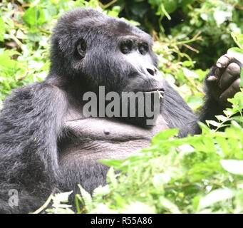 Ein silberrücken Berggorilla (Gorilla beringei beringei) entspannt nach der morgendlichen Fütterung auf Wald Vegetation. Über 1.000 Berg bleiben in U Stockfoto