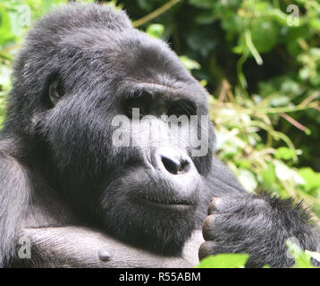 Ein silberrücken Berggorilla (Gorilla beringei beringei) entspannt nach der morgendlichen Fütterung auf Wald Vegetation. Über 1.000 Berg bleiben in U Stockfoto