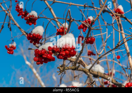 Rote beeren Der viburnum mit Raureif auf den Zweigen Stockfoto