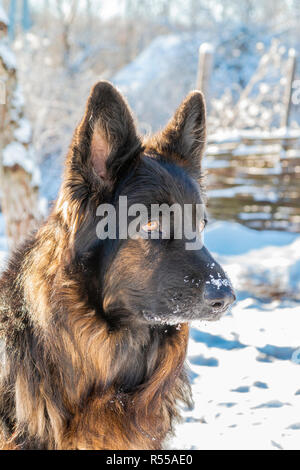 Einblenden deutscher schäferhund Porträt im Schnee Stockfoto