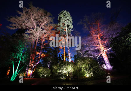 Bäume sind beim Starten der verzauberte Weihnachten Attraktion in Westonbirt Arboretum in der Nähe von Tetbury beleuchtet. Stockfoto