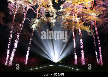 Bäume sind beim Starten der verzauberte Weihnachten Attraktion in Westonbirt Arboretum in der Nähe von Tetbury beleuchtet. Stockfoto