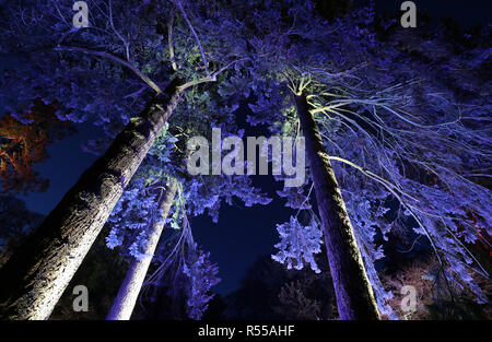 Bäume sind beim Starten der verzauberte Weihnachten Attraktion in Westonbirt Arboretum in der Nähe von Tetbury beleuchtet. Stockfoto