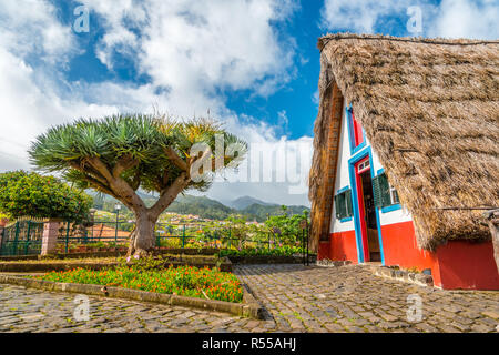 Traditionelle strawy Hütte mit drachenbaum Palma auf der Insel Madeira, Santana, Portugal Stockfoto