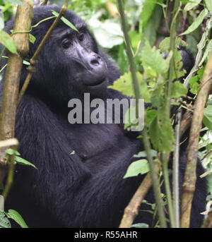 Eine weibliche Berggorilla (Gorilla beringei beringei) entspannt nach der morgendlichen Fütterung auf Wald Vegetation. Über 1.000 Berg in Uganda, Rw bleiben Stockfoto