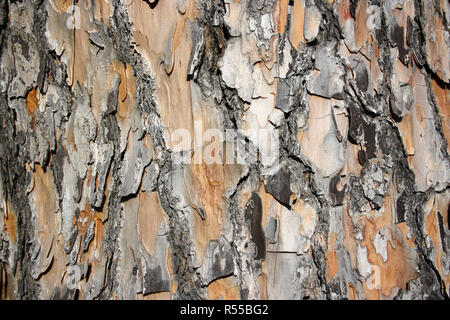 Detail der säkularen Baumrinde. Das perfekte Licht hebt alle Details der Textur. Ausgezeichnete Holz Hintergrund für kreative Projekte. Stockfoto