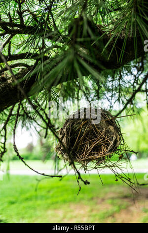 Kleiner Vogel Nest hinter sich gelassen auf der Kiefer in den Park. Oder vielleicht immer noch im Bau. Stockfoto